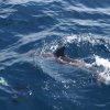 010_sardinien-gibraltar