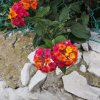 020_gibr-maurenb-botg-berg