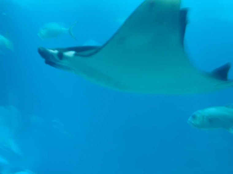 001-lissabon_ozeanarium
