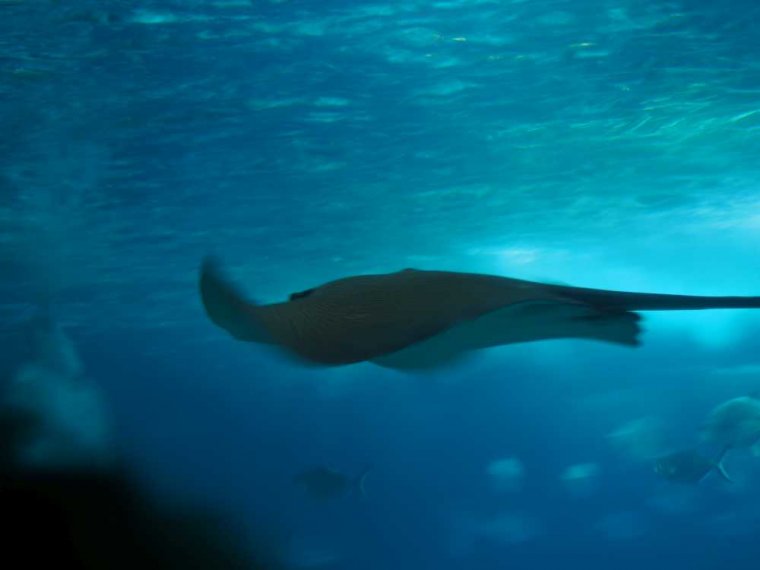 002-lissabon_ozeanarium