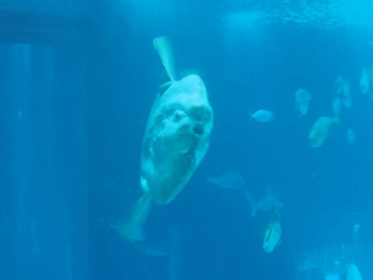 004-lissabon_ozeanarium