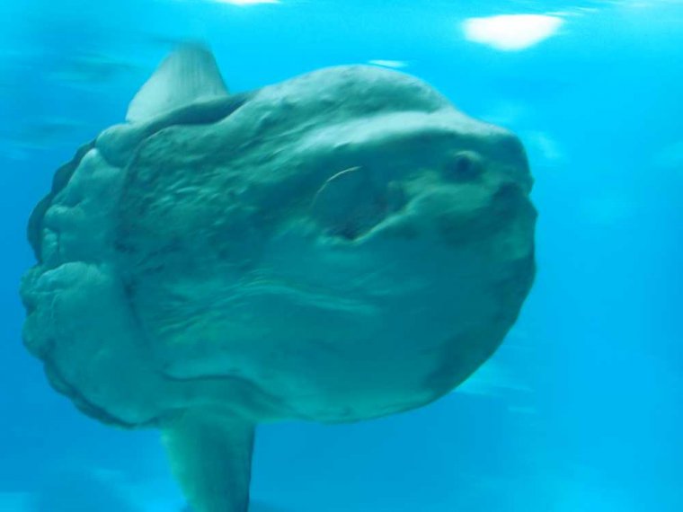 005-lissabon_ozeanarium