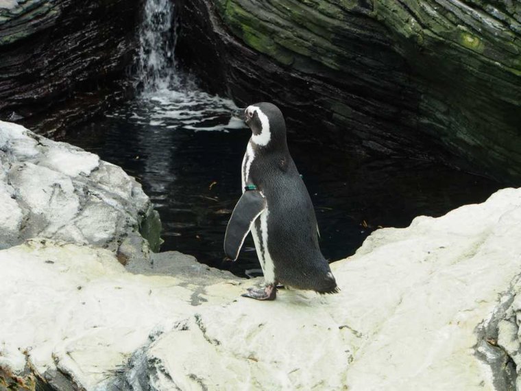 006-lissabon_ozeanarium