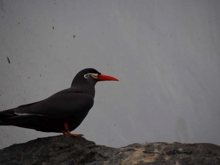 008-lissabon_ozeanarium
