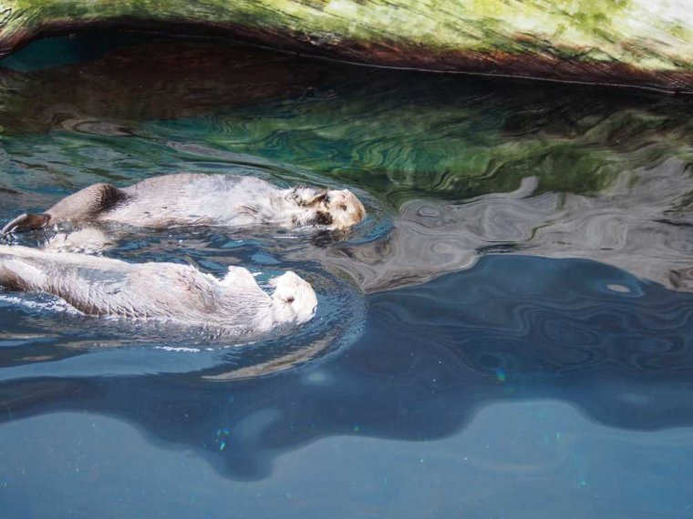 009-lissabon_ozeanarium