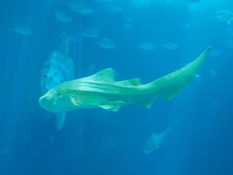 010-lissabon_ozeanarium