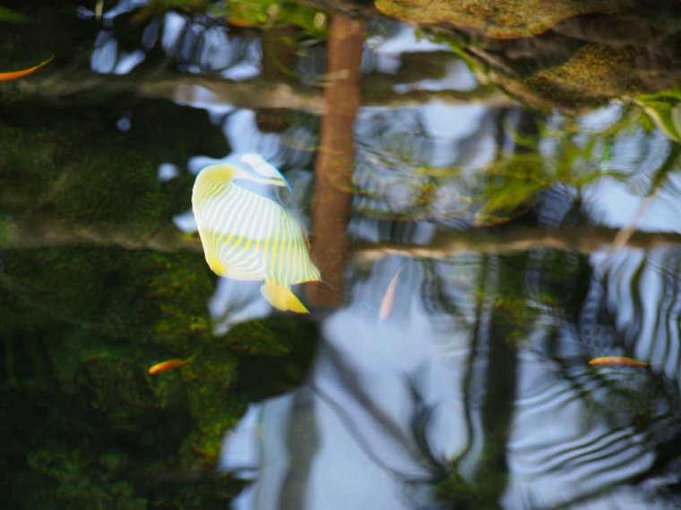 012-lissabon_ozeanarium
