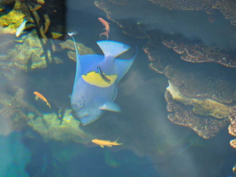 013-lissabon_ozeanarium