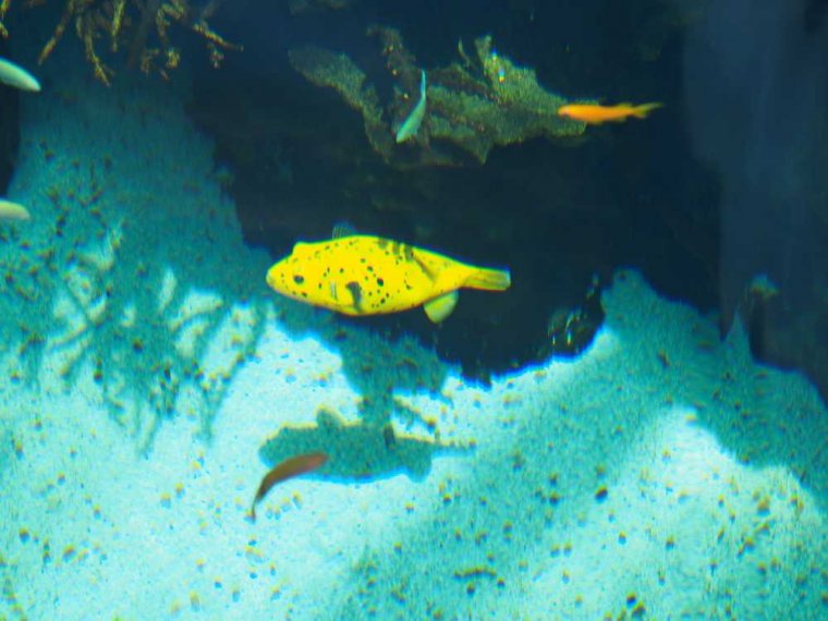 015-lissabon_ozeanarium