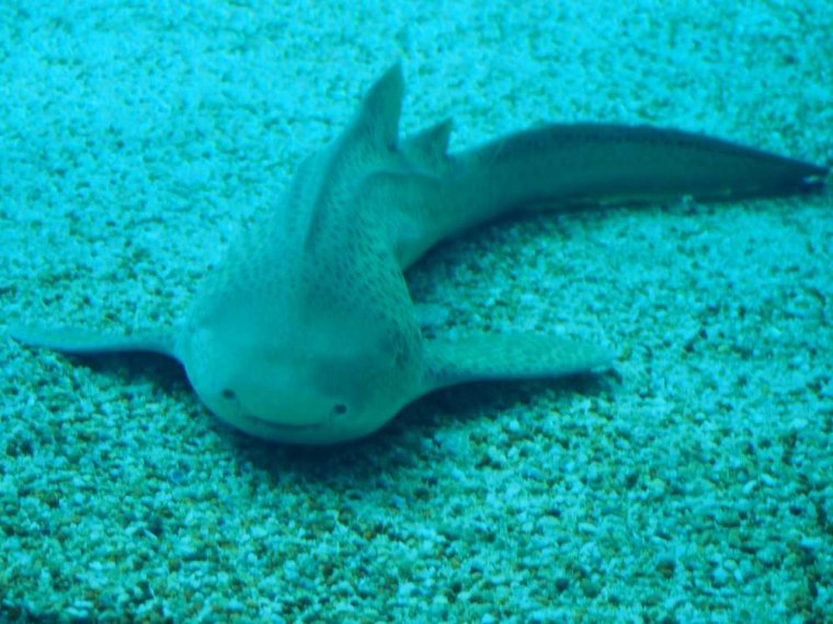 016-lissabon_ozeanarium