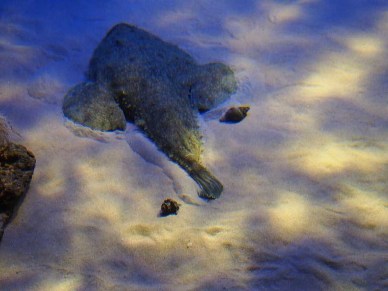 017-lissabon_ozeanarium