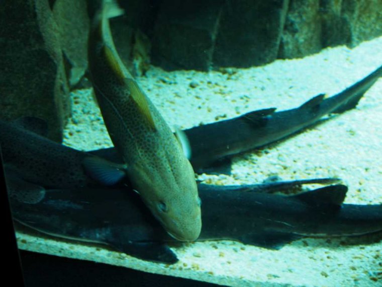 018-lissabon_ozeanarium