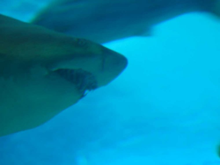 019-lissabon_ozeanarium