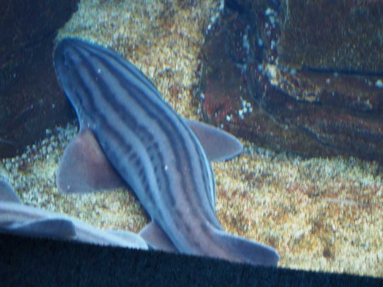 020-lissabon_ozeanarium