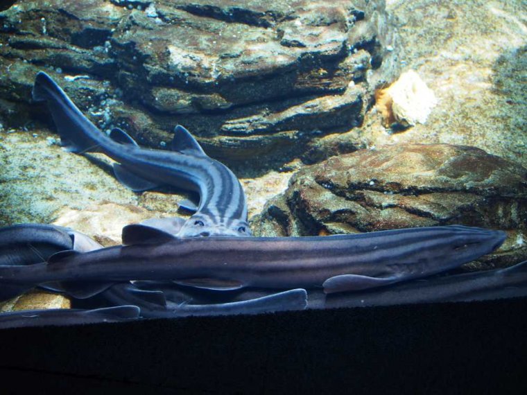 021-lissabon_ozeanarium
