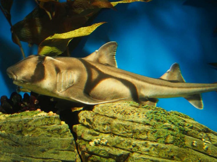 022-lissabon_ozeanarium