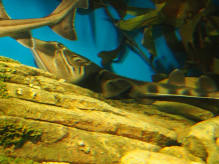 023-lissabon_ozeanarium