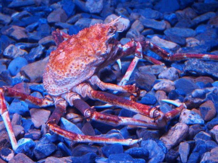025-lissabon_ozeanarium