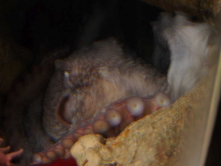 026-lissabon_ozeanarium