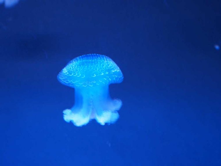 027-lissabon_ozeanarium