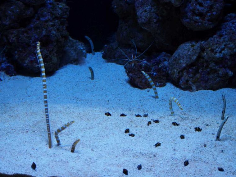 028-lissabon_ozeanarium