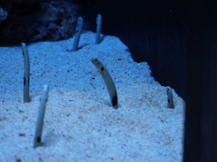 029-lissabon_ozeanarium