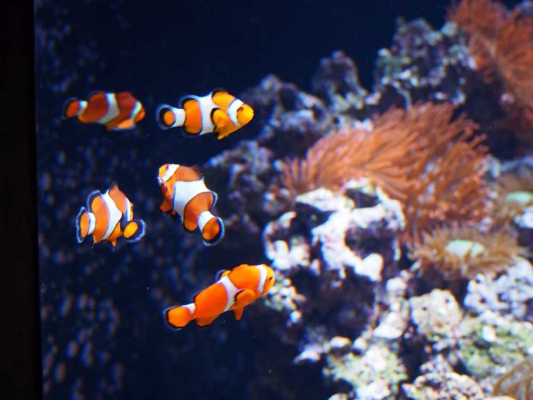 030-lissabon_ozeanarium