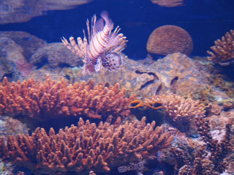 032-lissabon_ozeanarium