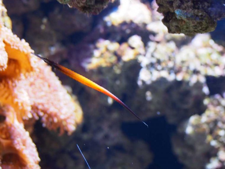 033-lissabon_ozeanarium