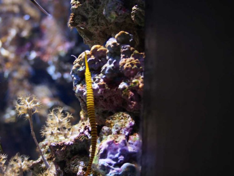 034-lissabon_ozeanarium