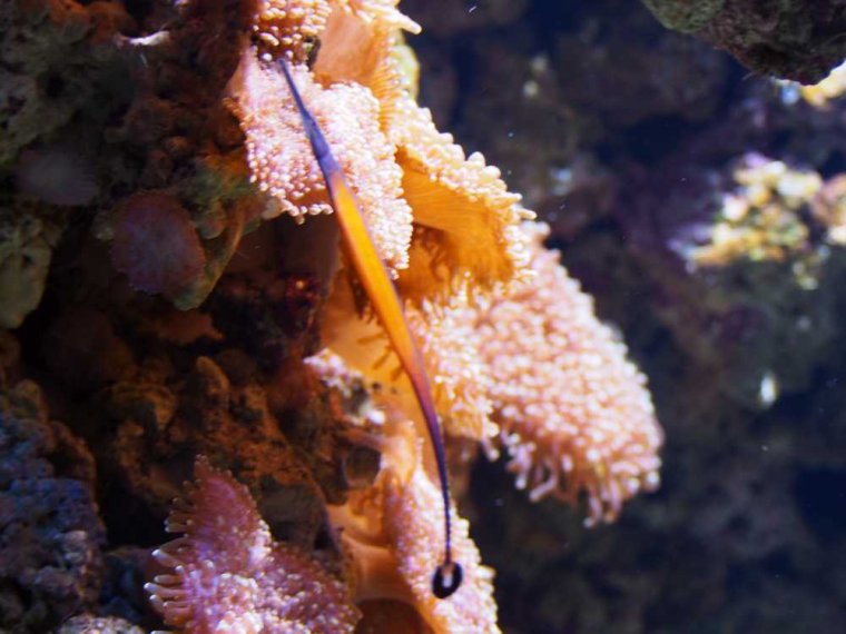 035-lissabon_ozeanarium