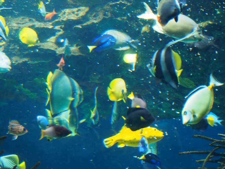 036-lissabon_ozeanarium