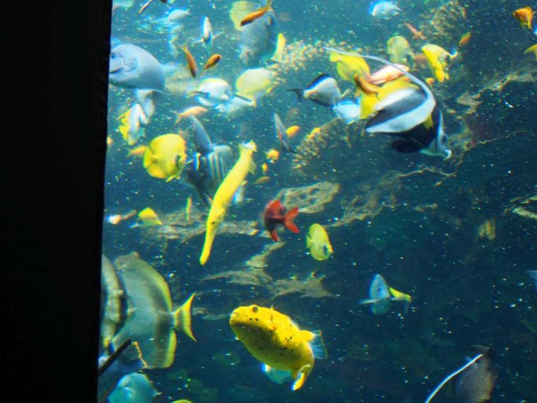 037-lissabon_ozeanarium