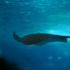 002-lissabon_ozeanarium
