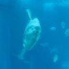 004-lissabon_ozeanarium