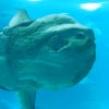 005-lissabon_ozeanarium
