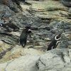 007-lissabon_ozeanarium