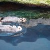 009-lissabon_ozeanarium