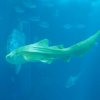 010-lissabon_ozeanarium