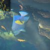 013-lissabon_ozeanarium