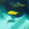 015-lissabon_ozeanarium