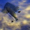 017-lissabon_ozeanarium