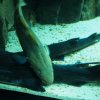 018-lissabon_ozeanarium
