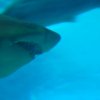 019-lissabon_ozeanarium
