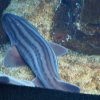 020-lissabon_ozeanarium
