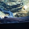 021-lissabon_ozeanarium