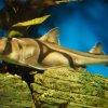 022-lissabon_ozeanarium
