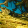 023-lissabon_ozeanarium