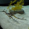 024-lissabon_ozeanarium