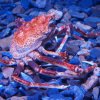 025-lissabon_ozeanarium